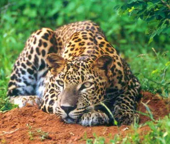 Шри-Ланка за 7 дней с сафари: от Коломбо до Яла (индивидуально)