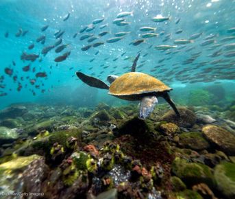 Четыре дня волшебства Санта-Круза