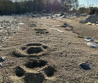 На поиски амурского тигра! Русское зимнее сафари.