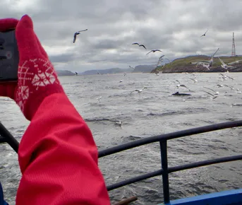 На китов в Териберку + Мурманск! (группа до 8 чел.)