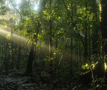4-дневный культурный тур по джунглям Ясуни
