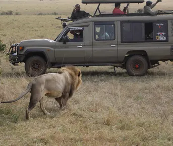 Unforgettable Safari Experiences in Maasai Mara
