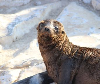 6 дней исследования Гапагосских островов: приключение в стране чудес природы