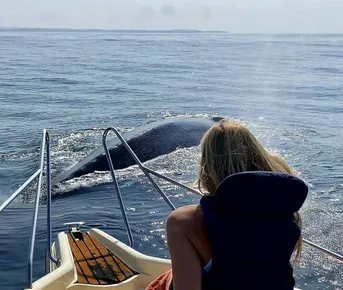 Наблюдение за китами забираем из любого города Шри-Ланки