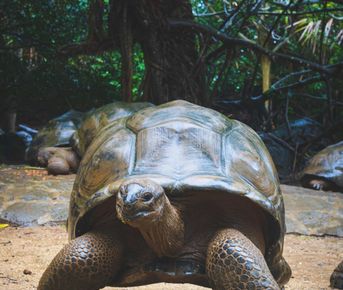 5-дневный экспедиционный тур по Галапагосским островам