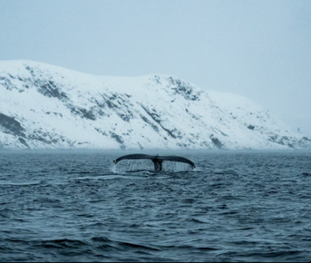 Морская прогулка в Териберке