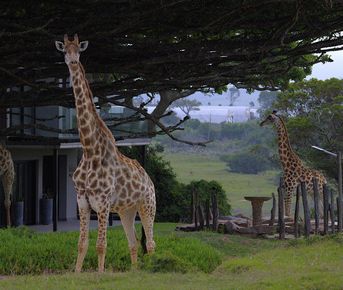 Топ-тур в Юар: треккинги, сафари и киты