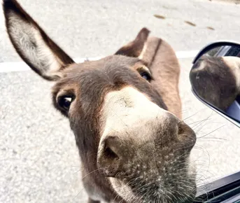 ВЕРХНЯЯ БАЛКАРИЯ  +ЯЗЫК ТРОЛЛЯ +ГОРЯЧИЕ ИСТОЧНИКИ