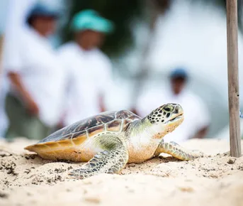 Шри-Ланка за 4 дня: От Коломбо до Синхараджи (индивидуально)