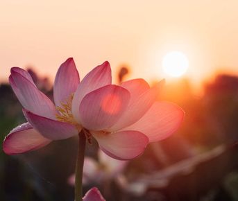 Цветение Лотосов В Дельте Волги