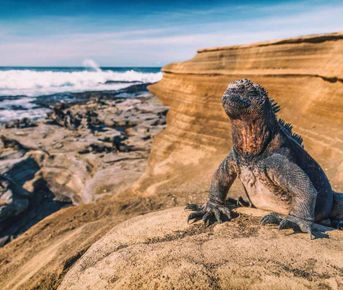 10-дневная прогулка по Галапагосским островам в Санта-Круз и Исабеле