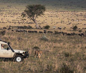 10 дней Масаи Мара, озеро Найваша, пляж Амбосели и Диани