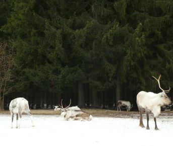 В гости к северным оленям. Однодневный поход.