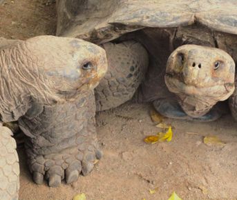 10 дней. Основные моменты Галапагосских островов: небольшая группа