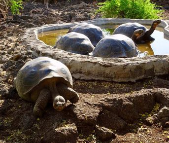 8-дневный тур по Галапагосским островам (Санта-Круз — остров Исабела — Сан-Кристобаль)