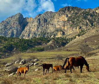 Чечня и Ингушетия. Знакомство с культурой вайнахов