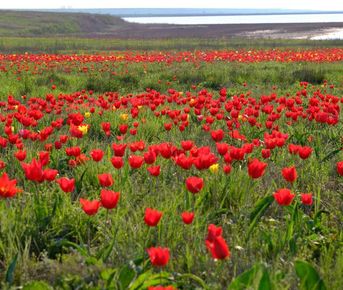 Русский Тибет - ЭЛИСТА