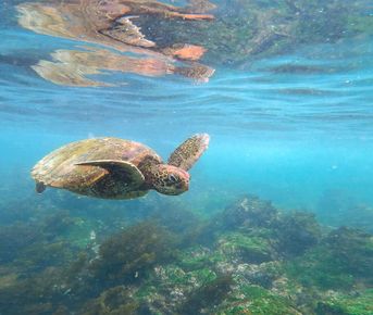 5-дневная приключенческая поездка на Галапагосские острова