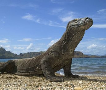 Индонезия: Ява, Бали, Флорес и Комодо за 14 дней