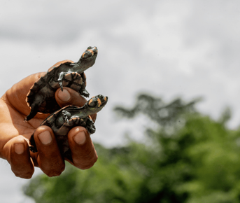 4 Days - Secrets of Cuyabeno