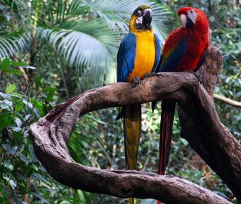 4-дневный лодж Amazon Tena