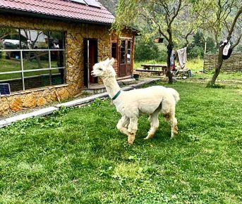 Индивидуальный джип тур Долина Нарзанов  + Ферма Альпак 