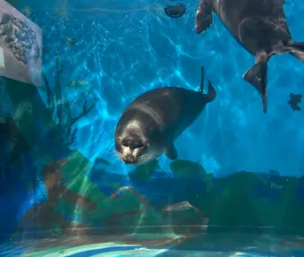 Листвянка: в мини-группах