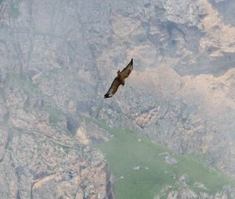 Северная Осетия и Кабардино-Балкария