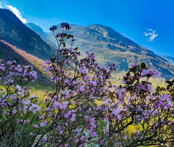 Алтайский Марс и цветение маральника