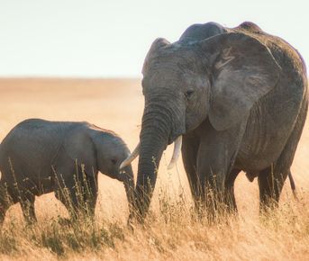 5-дневное групповое сафари с гидом по лучшим паркам Кении — пакет эконом-класса