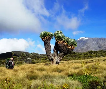 Килиманджаро с акклиматизацией. Гид географ-альпинист.