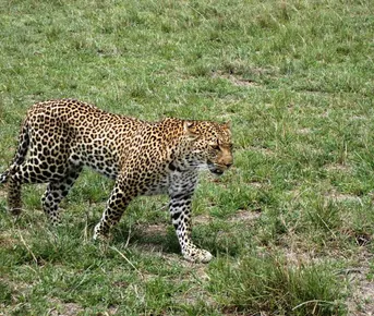 Сафари С Географом: Масаи Мара, Накуру, Найваша.