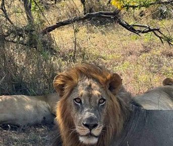 5-дневное сафари по Самбуру Накуру и Масаи Мара.