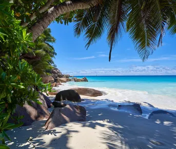 РАЙСКИЕ СЕЙШЕЛЫ НА ПАРУСНОМ КАТАМАРАНЕ ПОВЫШЕННОГО КОМФОРТА