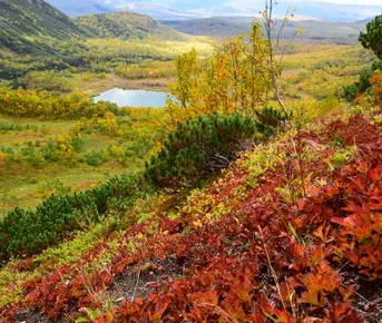 Золотая Камчатка