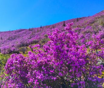 ВЕСЬ АЛТАЙ: пока цветёт алтайская сакура