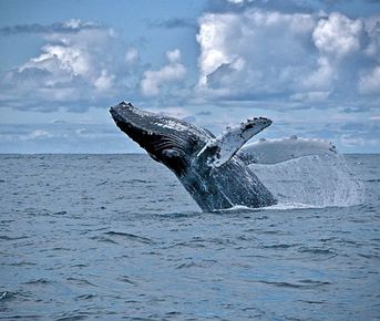 Териберка, киты и Хибины на Кольском за 4 дня