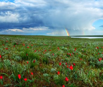 Путешествие в цветущую степь