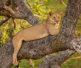 9-дневное роскошное сафари по Большой пятерке в Танзании