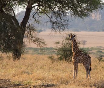 Трехдневное сафари на водопаде Мерчисон: поиски Большой пятерки