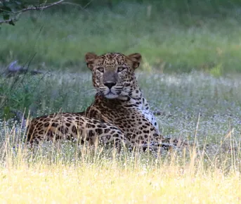 Экотрип на Шри-Ланку