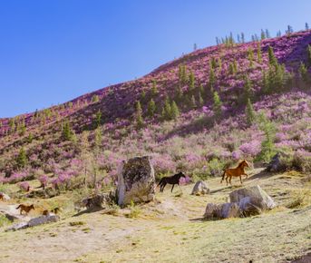 Весенний Алтай. Когда цветёт Маральник / 6 дней