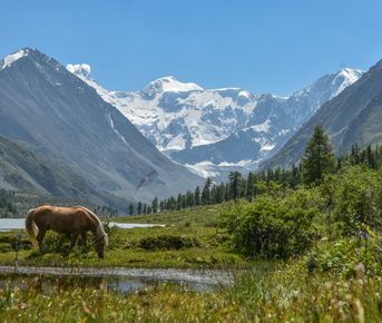 Треккинг к базовому лагерю Белухи