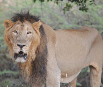 Тур по дикой природе Гуджарата
