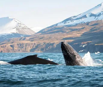 Исландия. Земля вулканов и водопадов