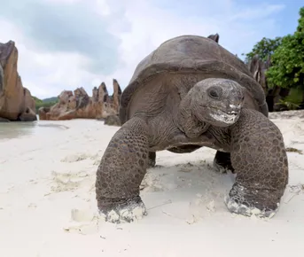 Райские Сейшелы на катамаране. Круиз для одиночных гостей и пар