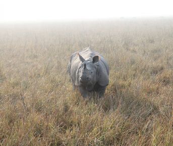 Сафари-тур по джунглям Казиранги и Сандербана