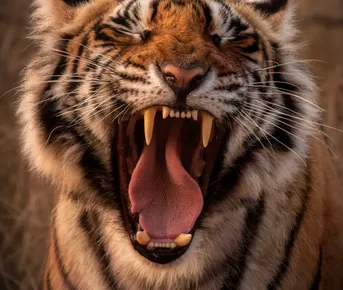 Тур в Тадж-Махал+сафари с тиграми