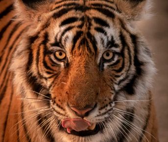 Тур по дикой природе Раджастхана