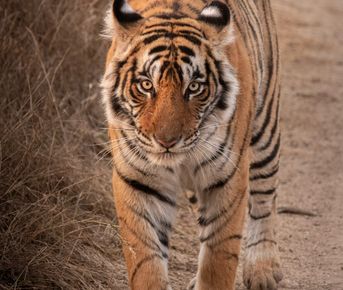 Тур по дикой природе Индии